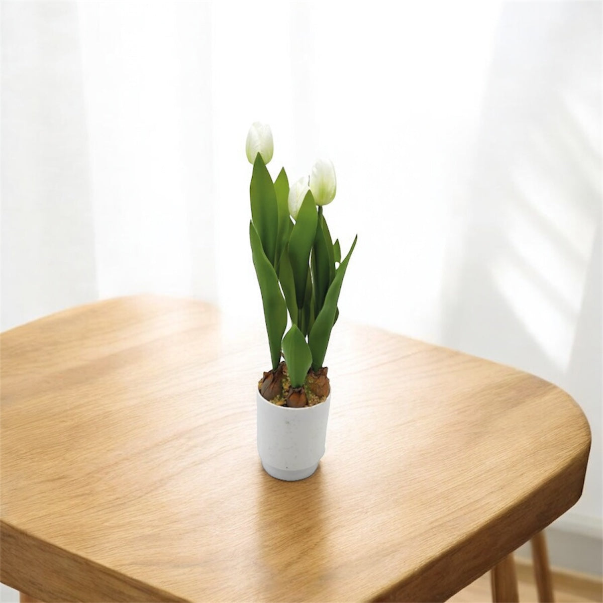 PIANTA TULIPANO IN VASO 3 FIORI