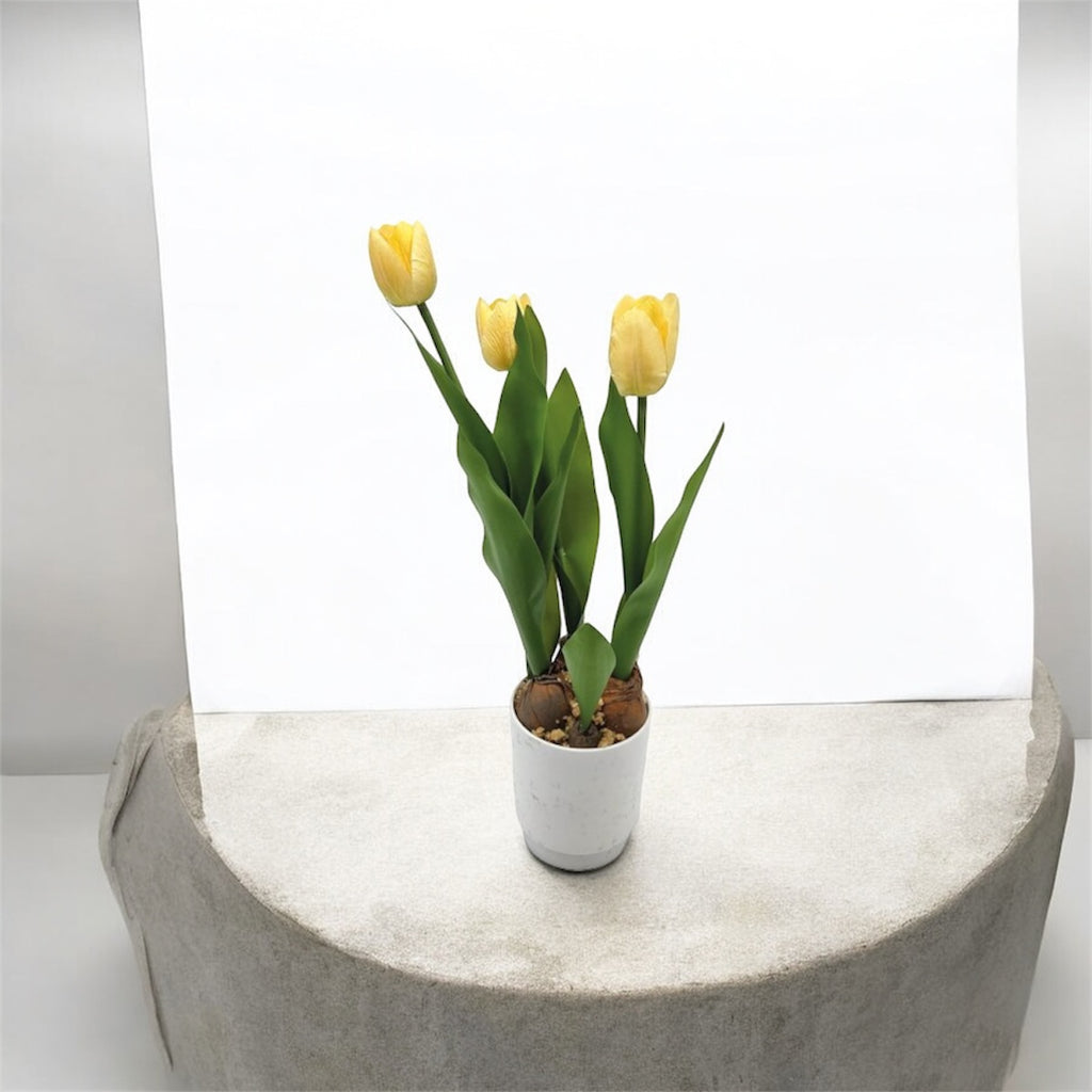 PIANTA TULIPANO IN VASO 3 FIORI