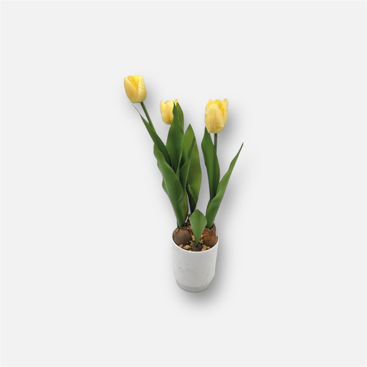 PIANTA TULIPANO IN VASO 3 FIORI