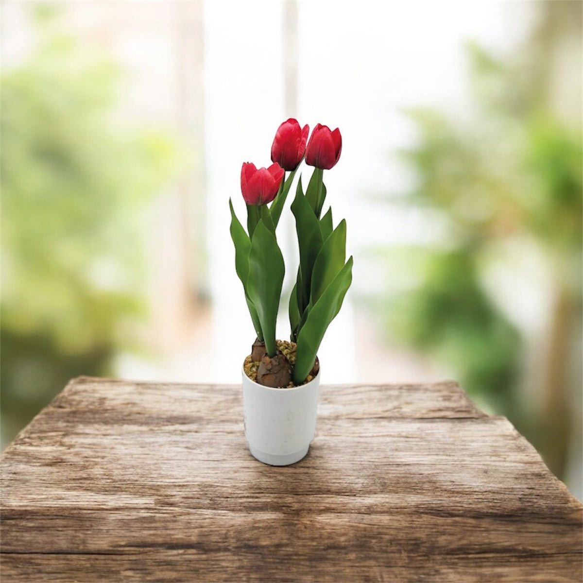 PIANTA TULIPANO IN VASO 3 FIORI