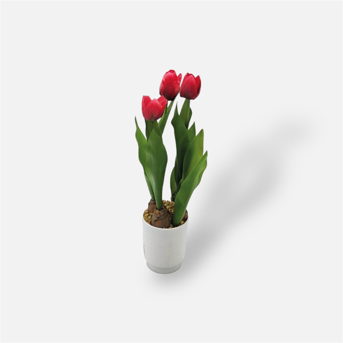 PIANTA TULIPANO IN VASO 3 FIORI